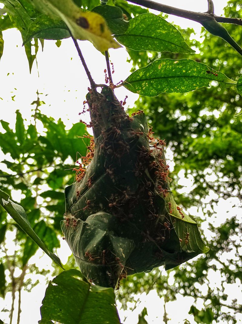 Hanging Homes: Weaver Ant Nests in the Air