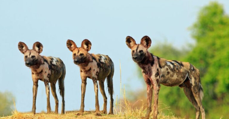 How Wild Dogs And Hyenas Form Survival Alliances In The Wild