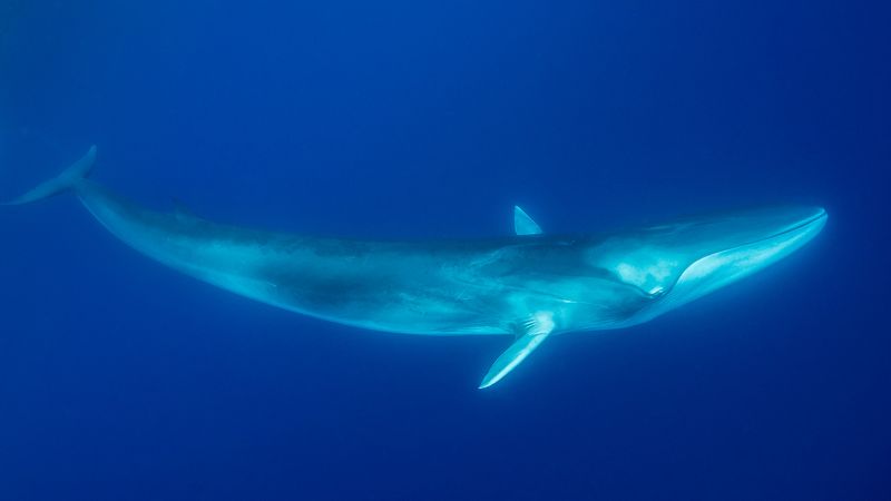 Fin Whales' Mysterious Rhythms