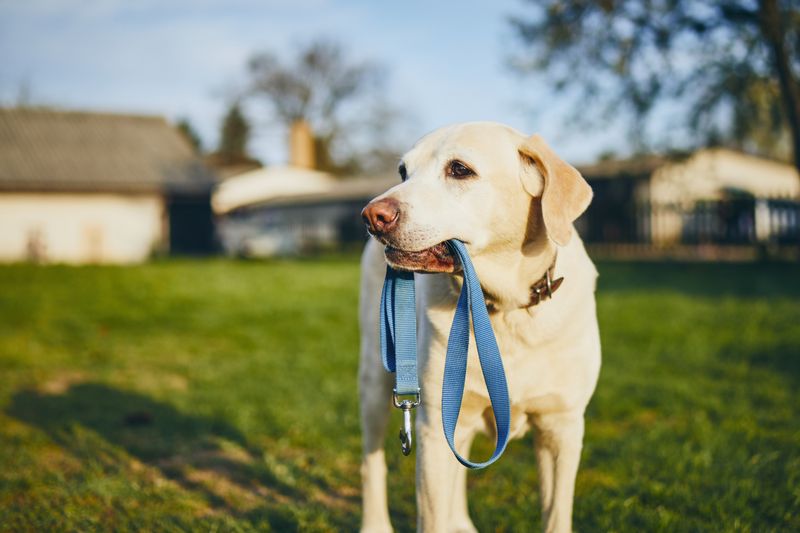 Carrying Their Leash