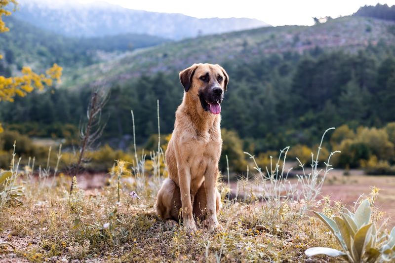Farm Guardians: Anatolian Shepherds