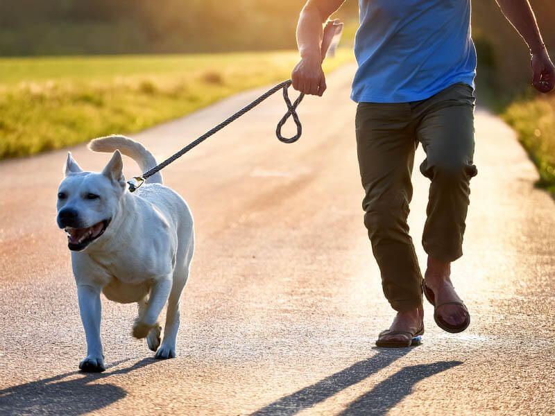 Your Tense Energy During Walks