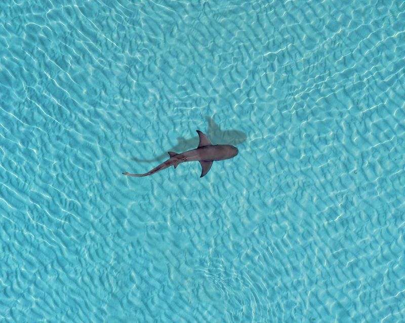Water Clarity