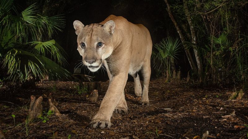 The Panther's Mysterious Behavior