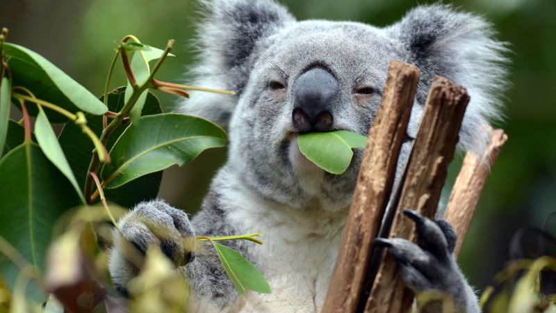 Eucalyptus Decline