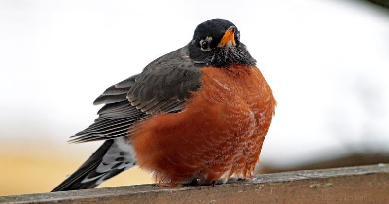 Behavioral Thermoregulation