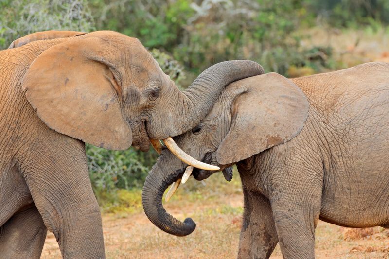 Economic Benefits Of Ecotourism