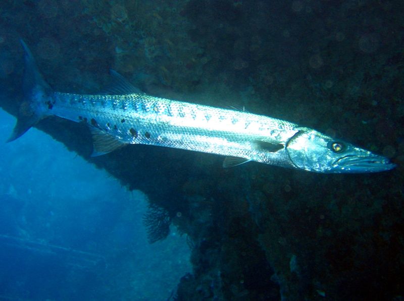 Barracuda