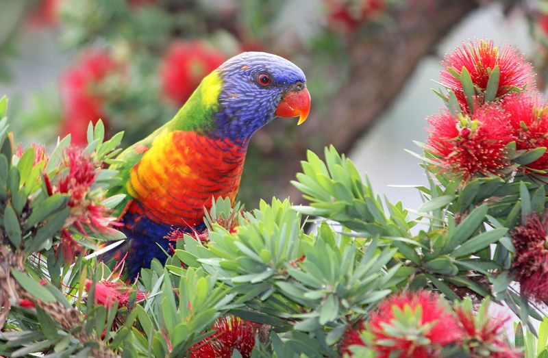 Rainbow Lorikeet