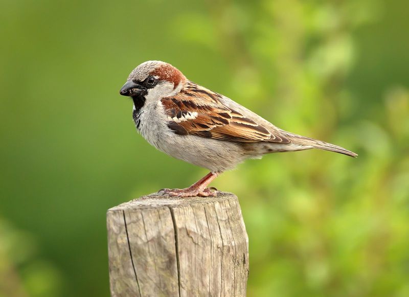 Opportunistic Sparrows