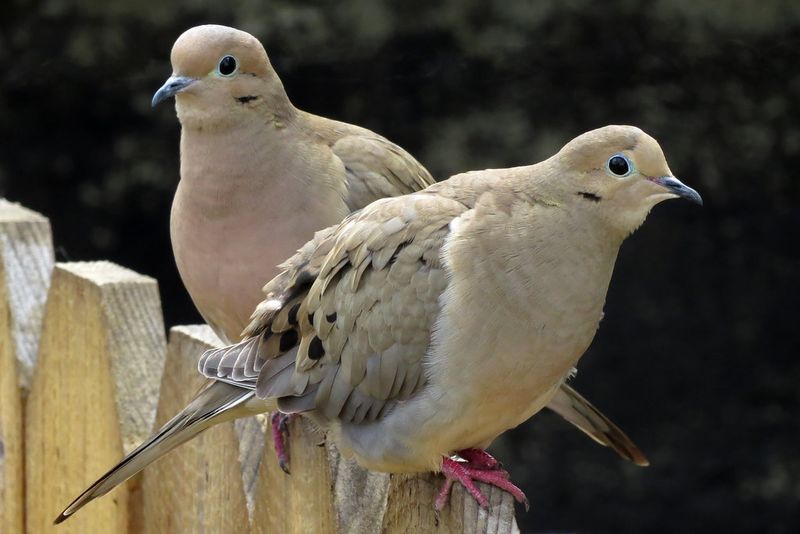 Mourning Dove
