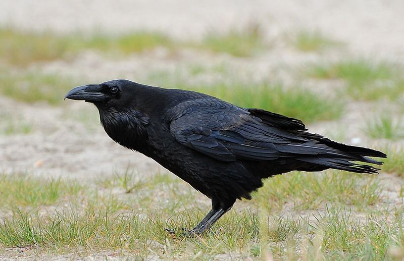 Ravens Outsmart With Playful Intelligence