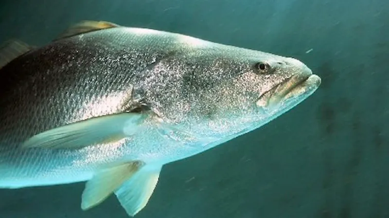 Totoaba: Mexico's Endangered Sea Bass