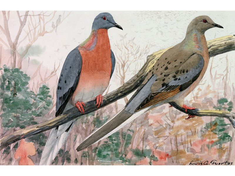 Passenger Pigeon – Sky Darkener Vanished Forever