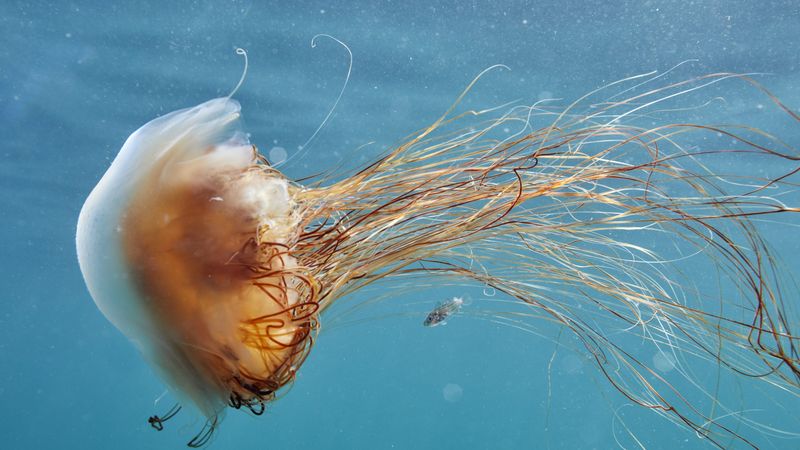 Lion's Mane Jellyfish