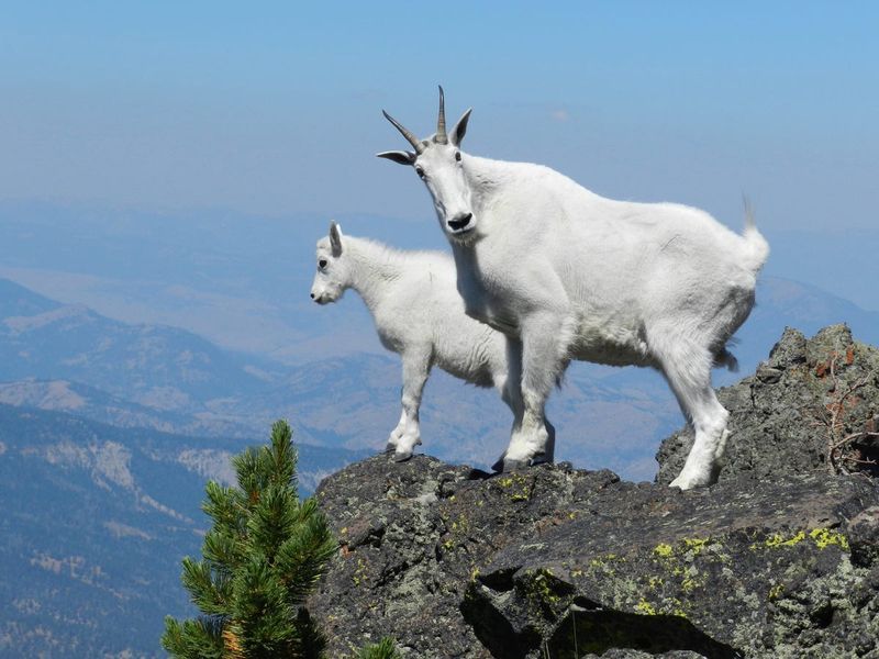 Mountain Goats At Rocky Mountain