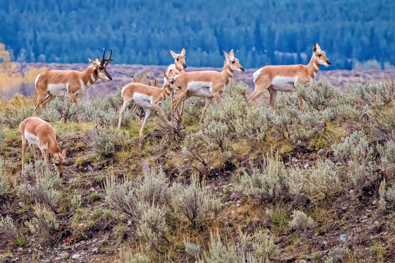 Pronghorn Antelope: America's Speediest Migrators