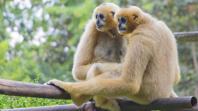 Gibbon's Morning Melodies