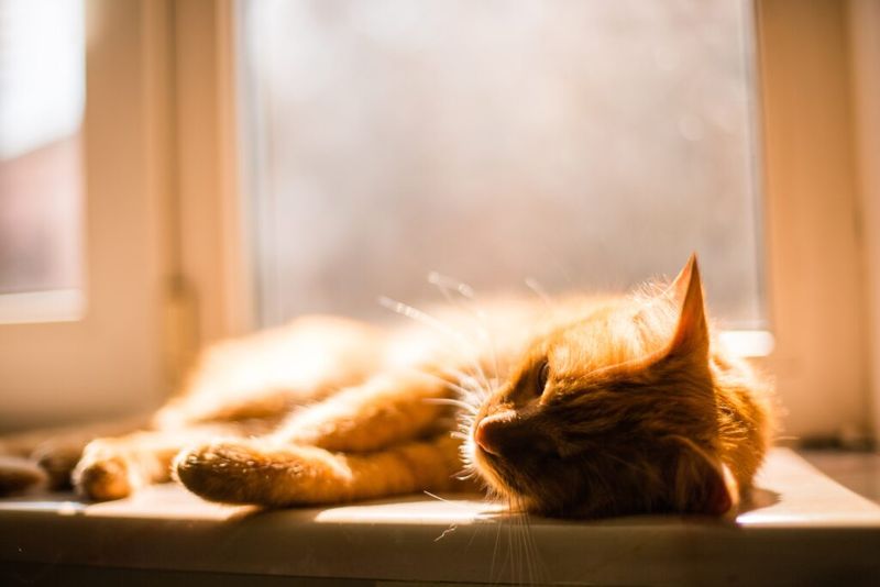 Sleeping In Sunbeams
