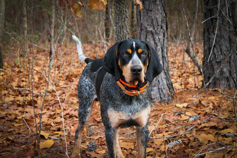 Baying Beauties: Coonhounds