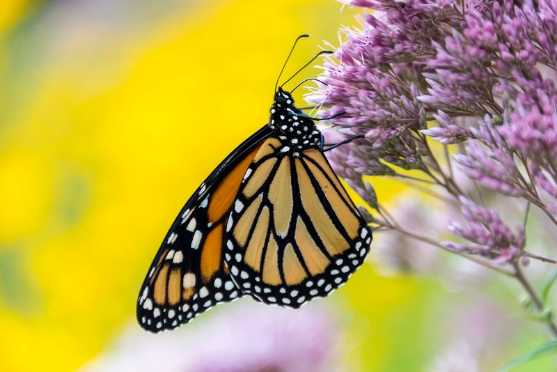 Pollinators Vanishing From Agricultural Zones