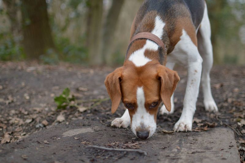 Beagle