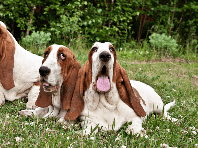 Basset Hound