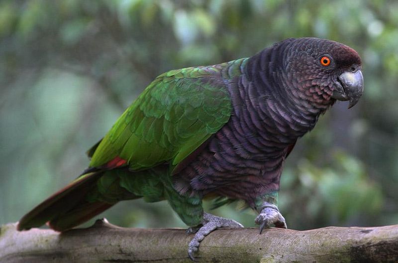 Imperial Amazon