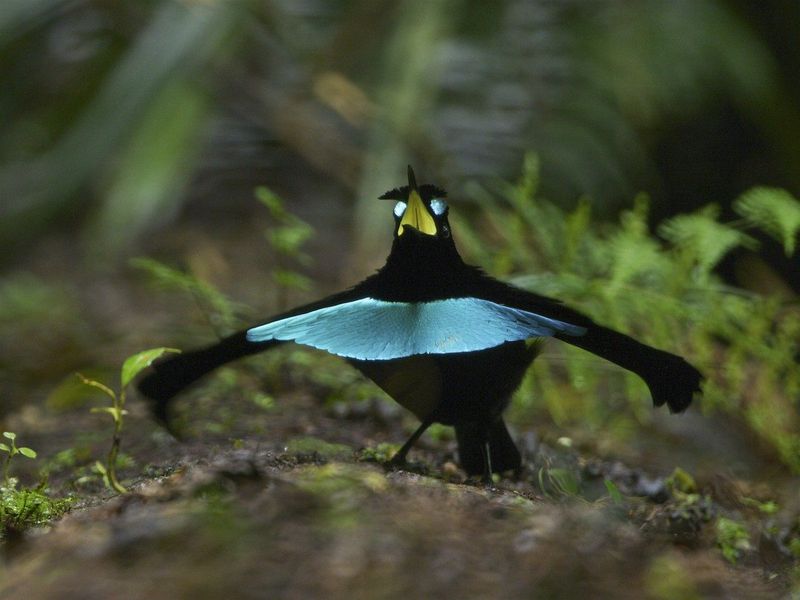 Superb Bird-Of-Paradise