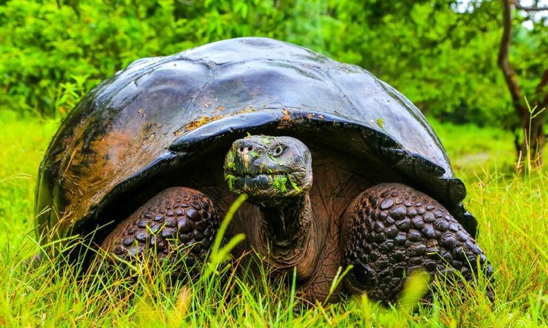Galapagos Tortoise: Century-Spanning Sea Voyagers