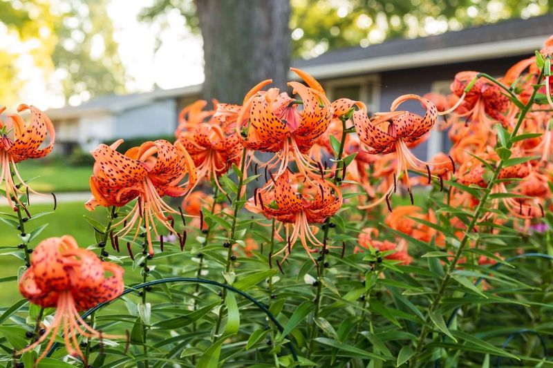 Lilies: From Asiatic To Oriental