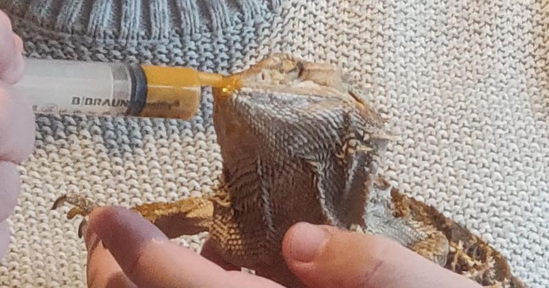 Syringe Drinking Training