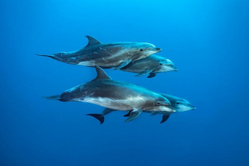Dolphins
