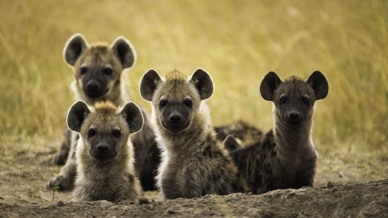 Hyenas Don't Form Social Groups