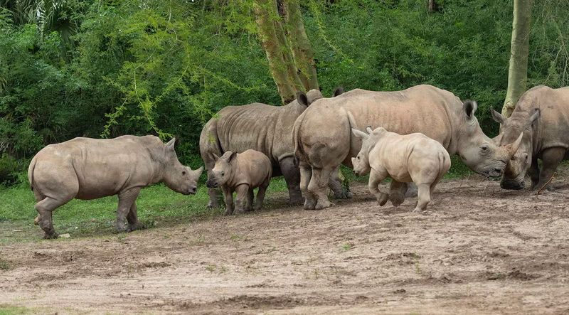 Rhinos Are Always Solitary And Avoid Other Animals
