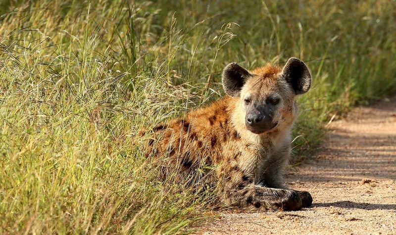 Hyenas Are Only A Threat To Livestock
