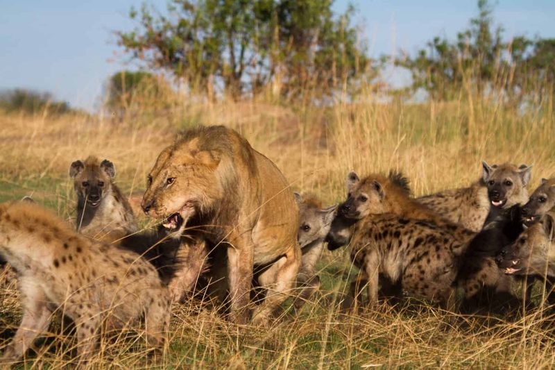 Hyenas Are Cowardly Animals