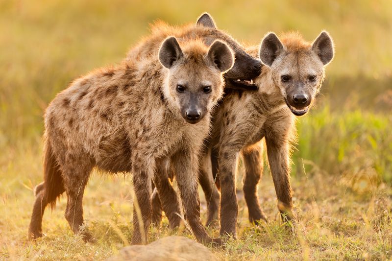 Hyenas Only Live In Deserts And Dry Areas