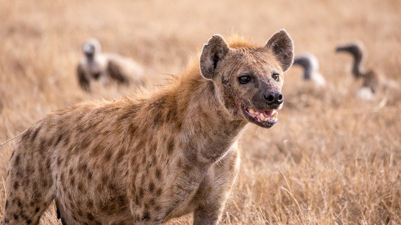 Hyenas Are Less Intelligent Than Other Predators