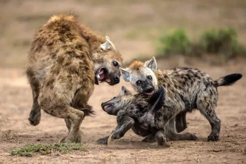 Hyenas Are Just Like Wild Dogs