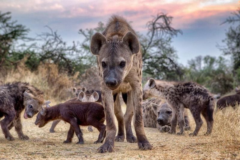 Hyenas Don't Protect Their Territory