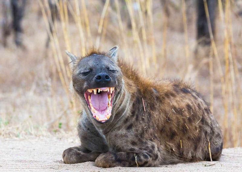 Hyenas Are Always Laughing