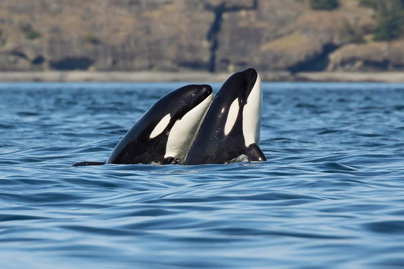 Orcas