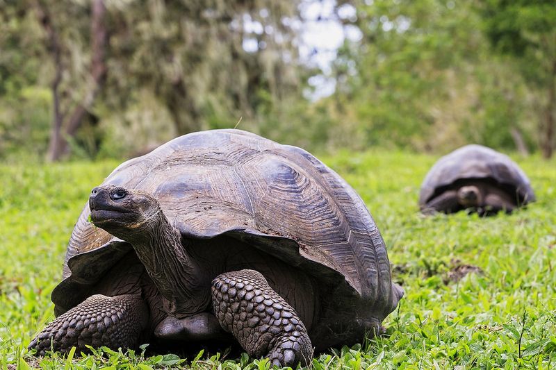 Galapagos Giant Tortoise – Ancient Survivors