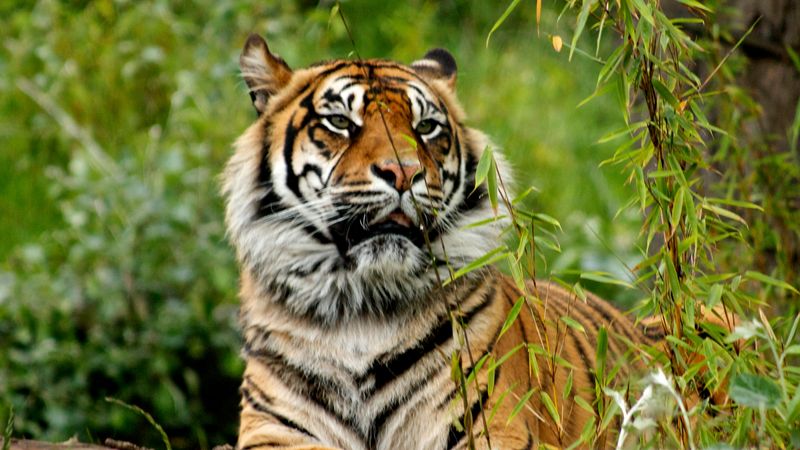 Sumatran Tiger