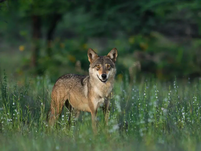 Indian Wolf - Unexpected Jungle Giant