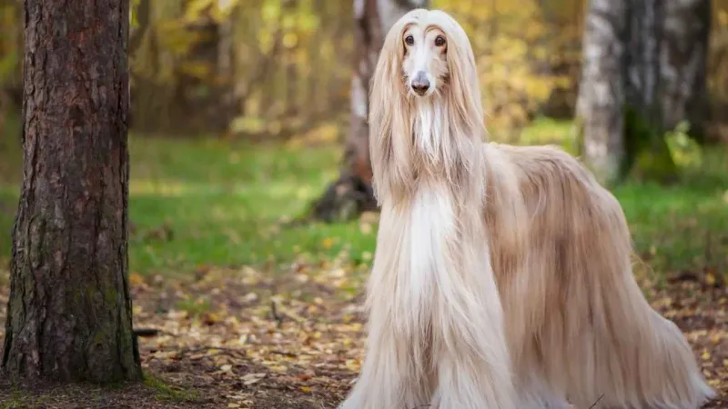 Afghan Hound's Flowing Mane