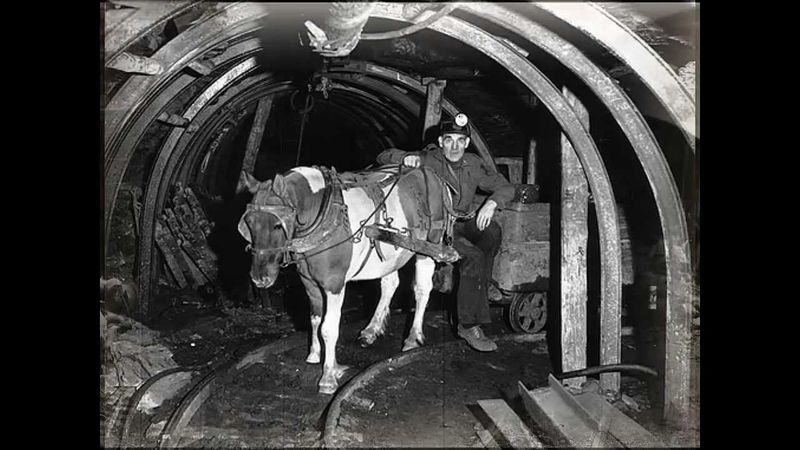 Coal Mine Pit Pony