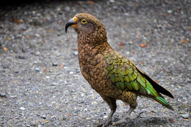 New Zealand's Safe Haven