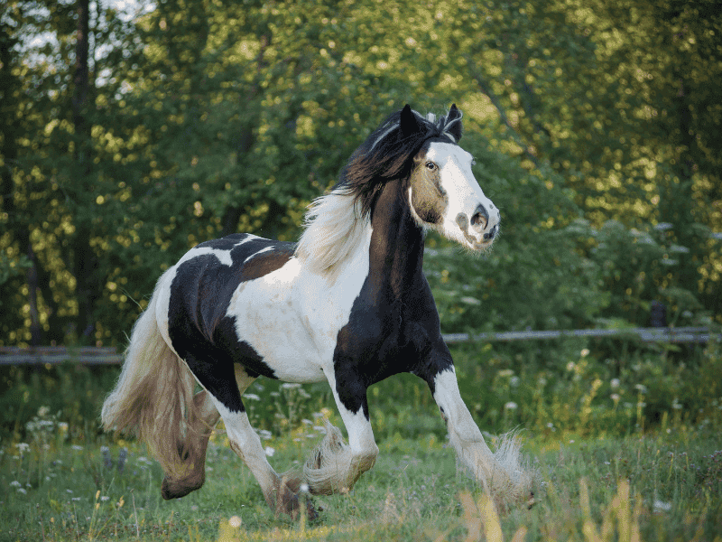 Gypsy Vanner